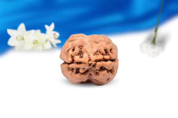2 mukhi nepali rudraksha super collector grade rlrn2sci back