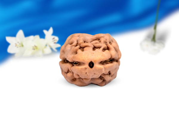 2 mukhi nepali rudraksha super collector grade rlrn2sci front