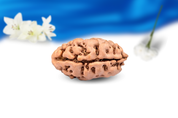 2 mukhi nepali rudraksha super collector grade rlrn2sci side