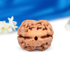 2 Mukhi Nepali Rudraksha Super Collector Grade RLRN2SCI Thumbnail