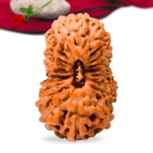 20 Mukhi Indonesian Rudraksha Collector Grade RLRI20CI Thumbnail