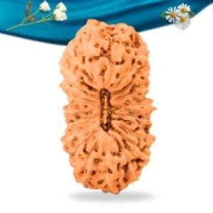 20 Mukhi Indonesian Rudraksha Regular Grade RLRI20RI Thumbnail