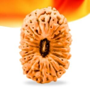 20 Mukhi Indonesian Rudraksha Small Grade RLRI20SI Thumbnail