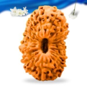 20 Mukhi Indonesian Rudraksha Super Collector Grade RLRI20SCI Thumbnail