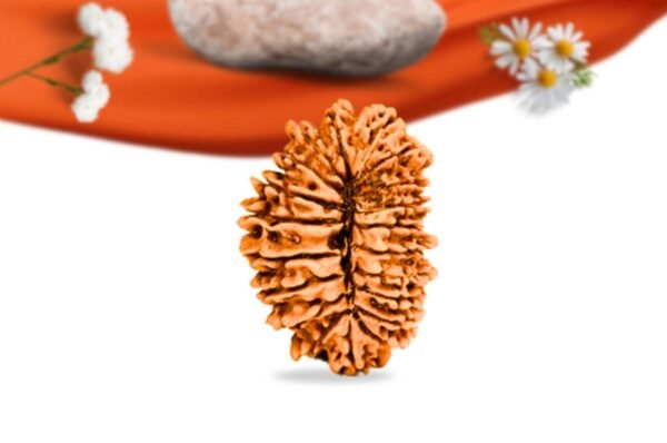 20 mukhi nepali rudraksha large grade rlrn20li back