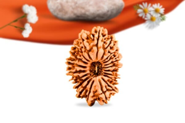 20 mukhi nepali rudraksha large grade rlrn20li front