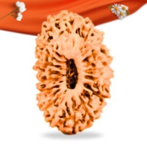 21 Mukhi Indonesian Rudraksha Large Grade RLRI21LI Thumbnail