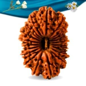 21 Mukhi Nepali Rudraksha Regular Grade RLRN21RI Thumbnail