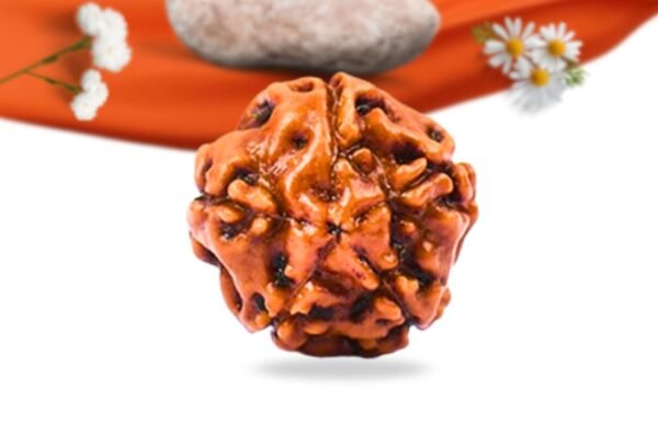 5 mukhi indonesian rudraksha large grade rlri5li back