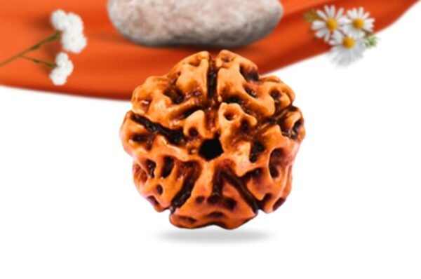 5 mukhi indonesian rudraksha large grade rlri5li front