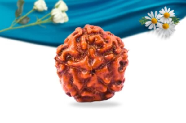 5 mukhi indonesian rudraksha regular grade rlri5ri back