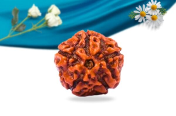 5 mukhi indonesian rudraksha regular grade rlri5ri front
