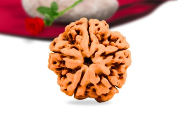 5 mukhi nepali rudraksha collector grade rlrn5ci front