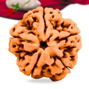 5 Mukhi Nepali Rudraksha Collector Grade RLRN5CI Thumbnail