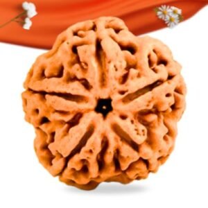 5 Mukhi Nepali Rudraksha Large Grade RLRN5LI Thumbnail