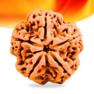 5 Mukhi Nepali Rudraksha Small Grade RLRN5SI Thumbnail
