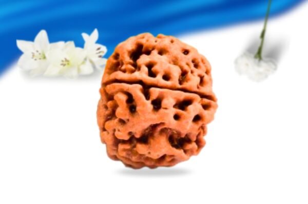 5 mukhi nepali rudraksha super collector grade rlrn5sci side