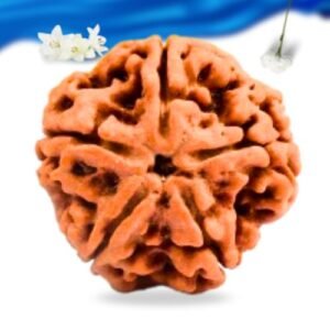 5 Mukhi Nepali Rudraksha Super Collector Grade RLRN5SCI Thumbnail