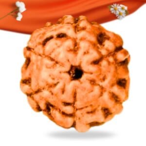 6 Mukhi Indonesian Rudraksha Large Grade RLRI6LI Thumbnail