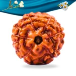 6 Mukhi Indonesian Rudraksha Regular Grade RLRI6RI Thumbnail