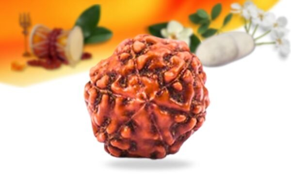 6 mukhi indonesian rudraksha small grade rlri6si back