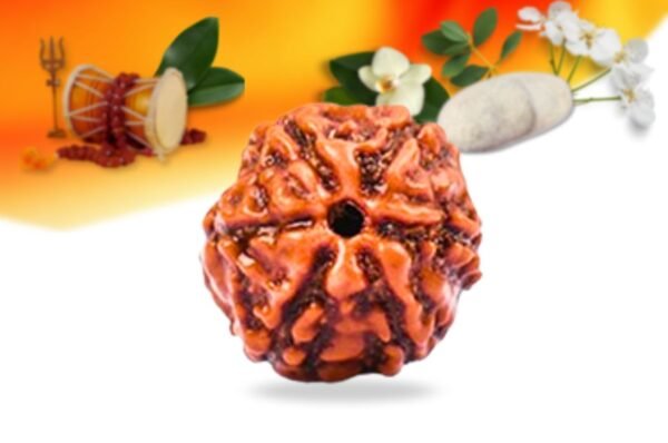 6 mukhi indonesian rudraksha small grade rlri6si front