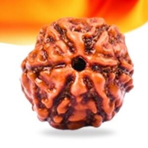 6 Mukhi Indonesian Rudraksha Small Grade RLRI6SI Thumbnail