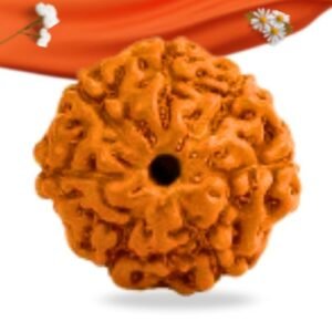 7 Mukhi Indonesian Rudraksha Large Grade RLRI7LI Thumbnail