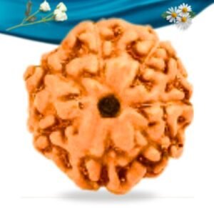 7 Mukhi Indonesian Rudraksha Regular Grade RLRI7RI Thumbnail