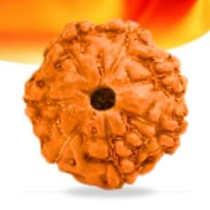 7 Mukhi Indonesian Rudraksha Small Grade RLRI7SI Thumbnail