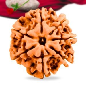 7 Mukhi Nepali Rudraksha Collector Grade RLRN7CI Thumbnail