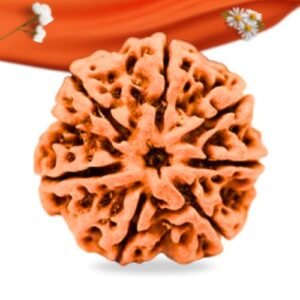 7 Mukhi Nepali Rudraksha Large Grade RLRN7LI Thumbnail