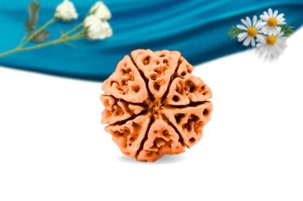 7 mukhi nepali rudraksha regular grade rlrn7ri back
