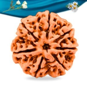 7 Mukhi Nepali Rudraksha Regular Grade RLRN7RI Thumbnail