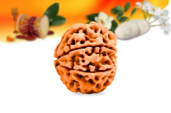 7 mukhi nepali rudraksha small grade rlrn7si side