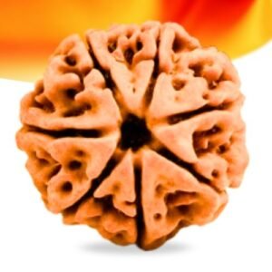 7 Mukhi Nepali Rudraksha Small Grade RLRN7SI Thumbnail