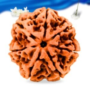 7 Mukhi Nepali Rudraksha Super Collector Grade RLRN7SCI Thumbnail