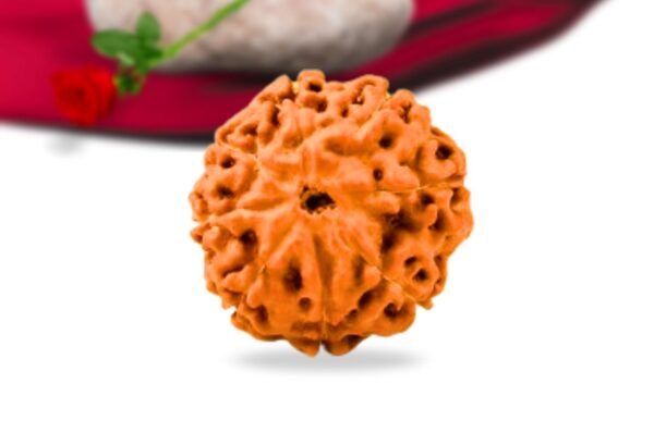 8 mukhi indonesian rudraksha collector grade rlri8ci back