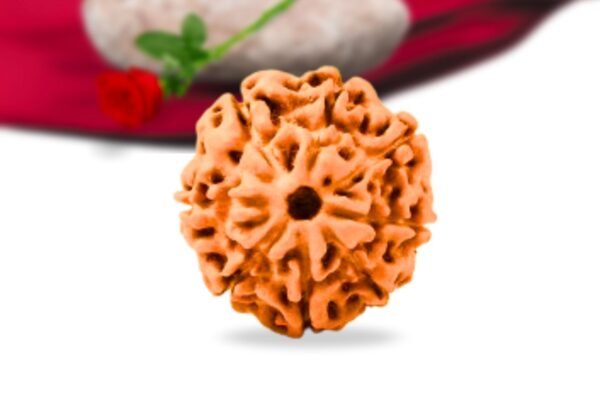 8 mukhi indonesian rudraksha collector grade rlri8ci front