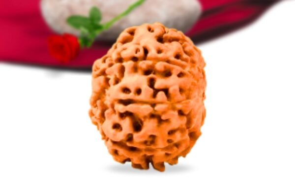 8 mukhi indonesian rudraksha collector grade rlri8ci side