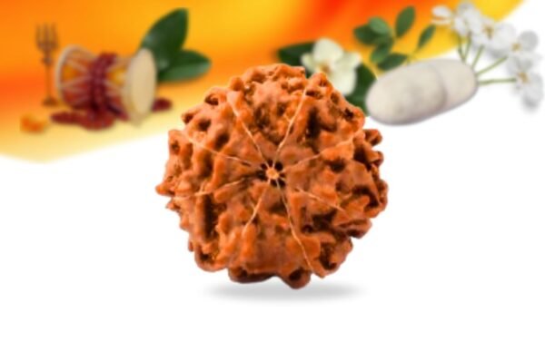 8 mukhi indonesian rudraksha small grade rlri8si back