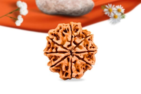 8 mukhi nepali rudraksha large grade rlrn9li back
