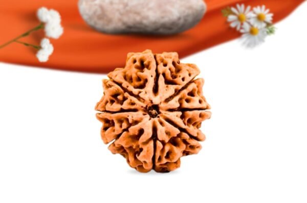 8 mukhi nepali rudraksha large grade rlrn9li front