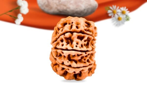8 mukhi nepali rudraksha large grade rlrn9li side