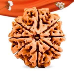 8 Mukhi Nepali Rudraksha Large Grade RLRN9LI Thumbnail