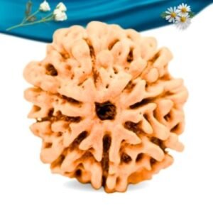 8 Mukhi Nepali Rudraksha Regular Grade RLRN8RI Thumbnail