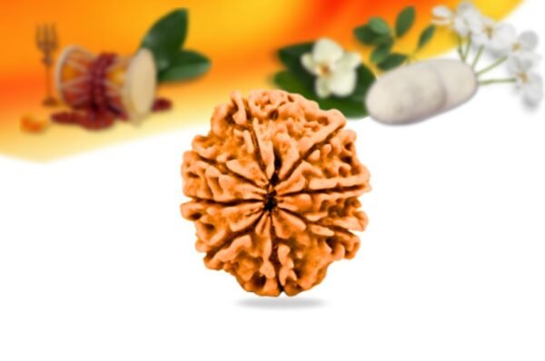 8 mukhi nepali rudraksha small grade rlrn8si back