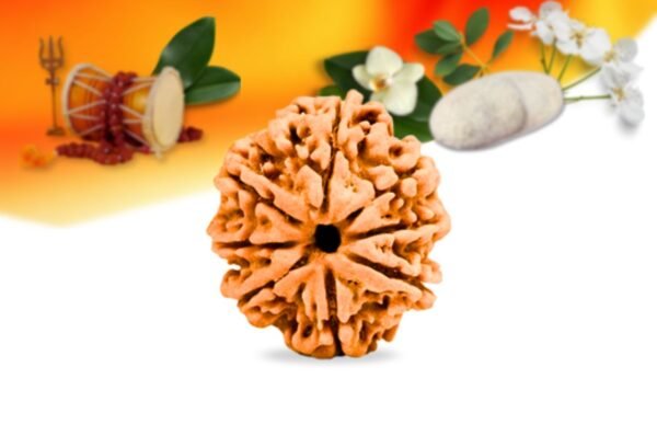 8 mukhi nepali rudraksha small grade rlrn8si front