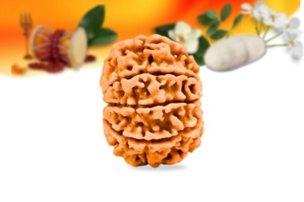8 mukhi nepali rudraksha small grade rlrn8si side