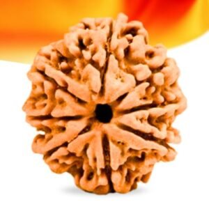 8 Mukhi Nepali Rudraksha Small Grade RLRN8SI Thumbnail